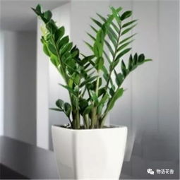 金钱树修剪方法及注意事项有哪些？如何正确修剪避免伤害