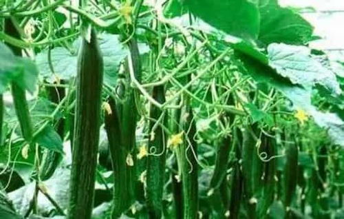 黄瓜种植必备：搭建支架，提升产量与品质！
