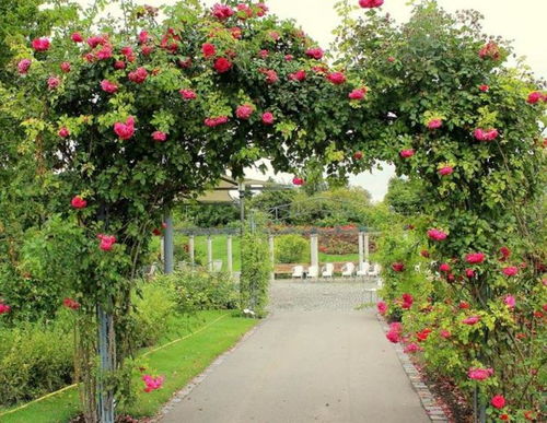 红色藤本月季：家中花园的喜庆之选