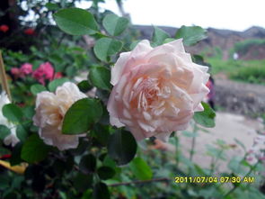 白米农月季的缺点