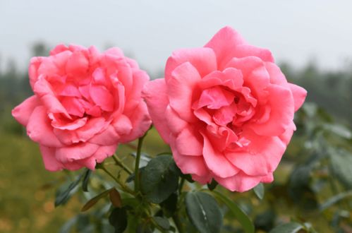 玉雕节暨月季文化节：南阳的文化盛宴