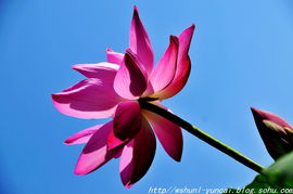 选择藕种的重要性