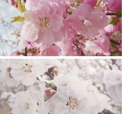 开花的季节啊，桃花杏花辨不清