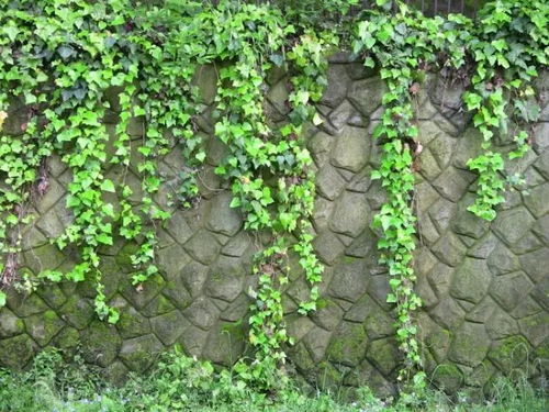 爬山虎为什么怕晒？阳光下的它