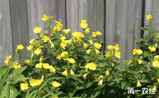 种植公式：打造抗冻花园