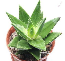 家里种芦荟的好处