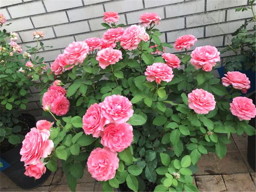 液体肥料， 清水冲洗是王道