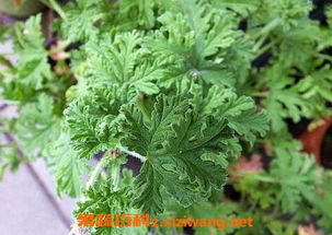 驱蚊草，民间Zuo法靠谱吗？