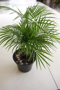 棕竹种植条件是什么为何难以成活