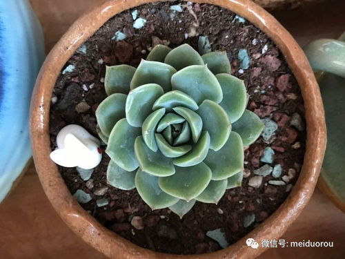 养好苯巴蒂斯多肉，只需四大技巧