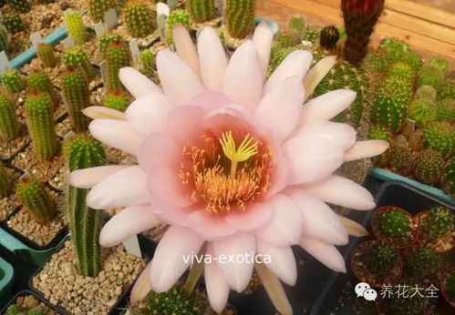 仙人掌与月季的奇妙邂逅