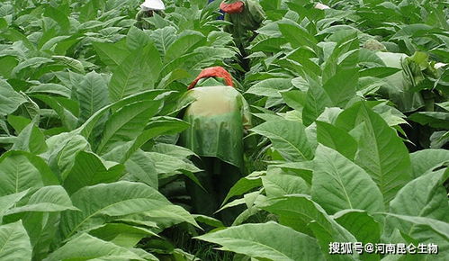 科学用药方案：三阶段防控法