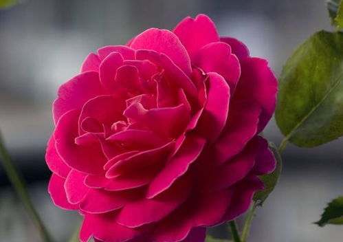 月季花的适应性