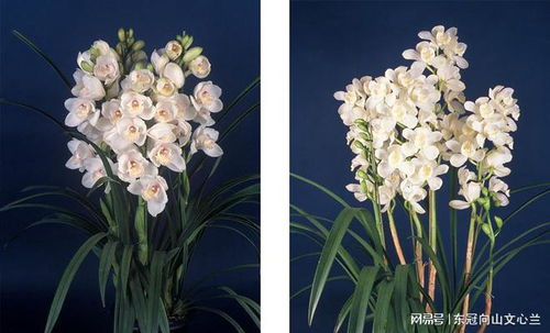 蓝色鲜花：情感的深色调