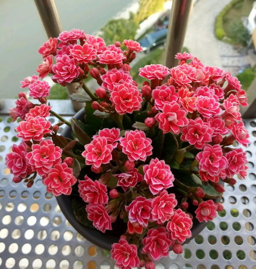 花儿的“喜好”