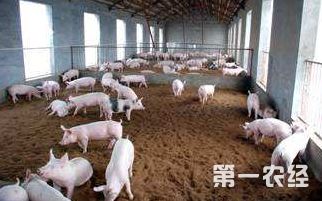秋季母猪繁殖障碍频发？六大隐藏因素究竟是什么