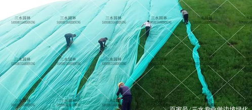 对比试验， 紫花苜蓿与黑麦草