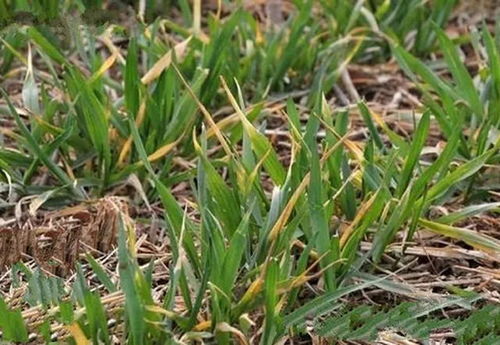 注意事项：小心使用， 平安第一