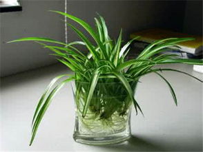 那些我们不嫩喝的水， 为何会影响植物生长