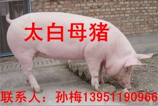 “苗猪选购，十二要点严把关