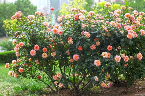 夏日之歌——夏日之歌月季