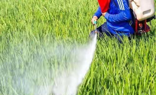 过度使用， 庄稼的“催命符”