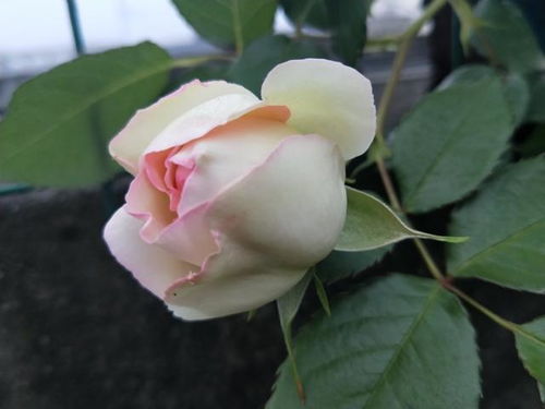 月季花冬季摆放：南边阳台还是北边阳台？