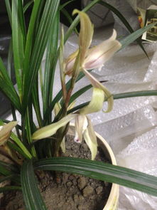 买到假货怎么办？保留凭据，联系平台