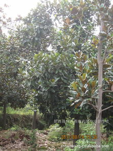 广玉兰树苗的种植与养护