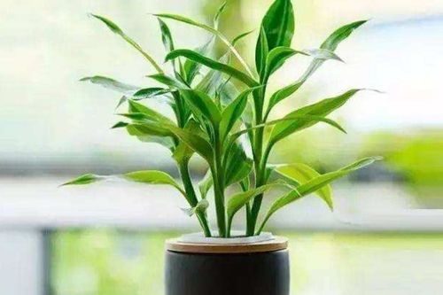 冬天富贵竹蔫了怎么办？试试这招