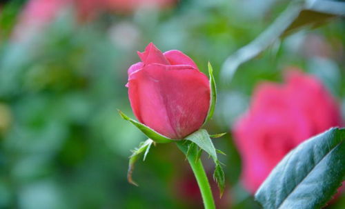 花语传情：爱在心花绽放