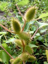 植物妈妈传播种子的小秘密