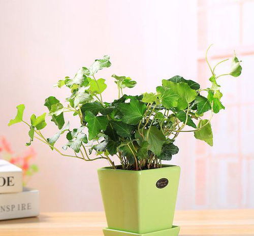 植物除甲醛？这几个方法亲测有效