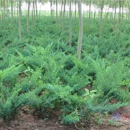 刺柏树苗的价格与购买地
