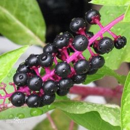螺纹铁开花之谜：揭秘其毒性与象征意义