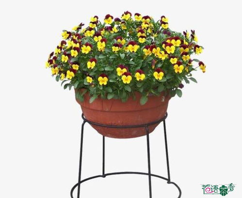 浇水要科学， 不是越多越好