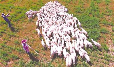 羊草、 赖草，耐盐碱的好帮手