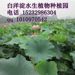 亩产多少荷花？来来来让我给你算一算