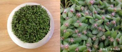 火龙果种植方法从选种到收获，有哪些关键技巧需要注意