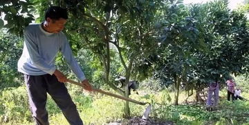 氮磷钾， 各司其职