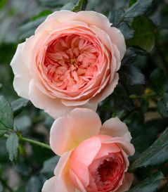 那些年我们后悔入的月季品种