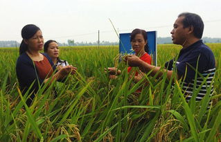 噻苯隆对环境有影响吗？