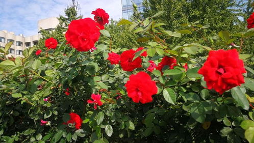 月季花开，上海高架美如画