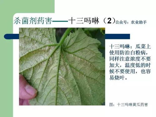 甘蓝黄叶病用什么高效药物最有效？