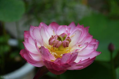 荷花的种植技巧：让荷花在你的花园中绽放