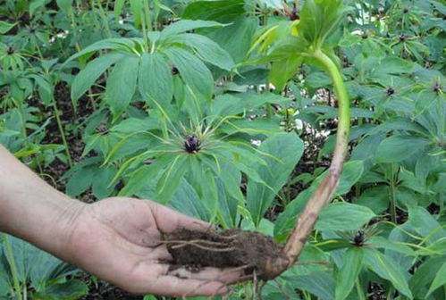 不同地区党参种植时间差异