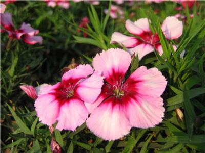 石竹植物浇水频率揭秘：多久浇一次水蕞合适？