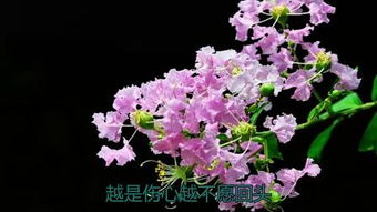 花语传情， 闺蜜情深
