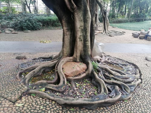 树根雕刻， 大自然的诗篇