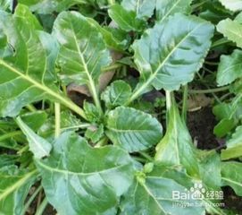 青青菜富含营养，日常食用有什么好处